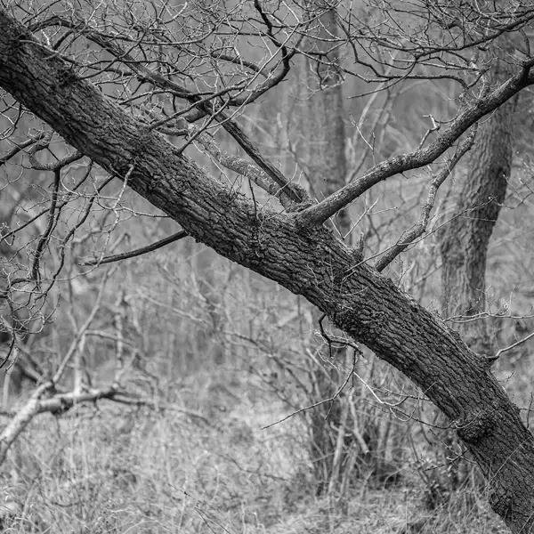 Trees IV