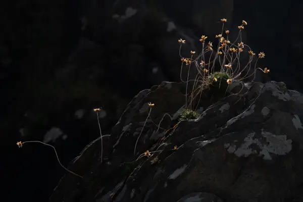 Delicate yellow flowers with thin, wiry stems grow from a patch of greenery nestled in the crevices of a rugged, weathered rock. The flowers are lit by soft sunlight, contrasting sharply with the dark, blurred background, highlighting their fragile beauty.
