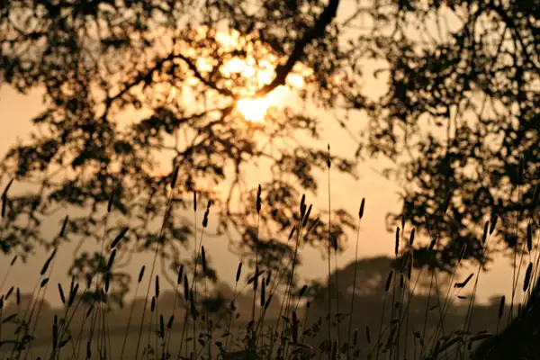 Evening sun