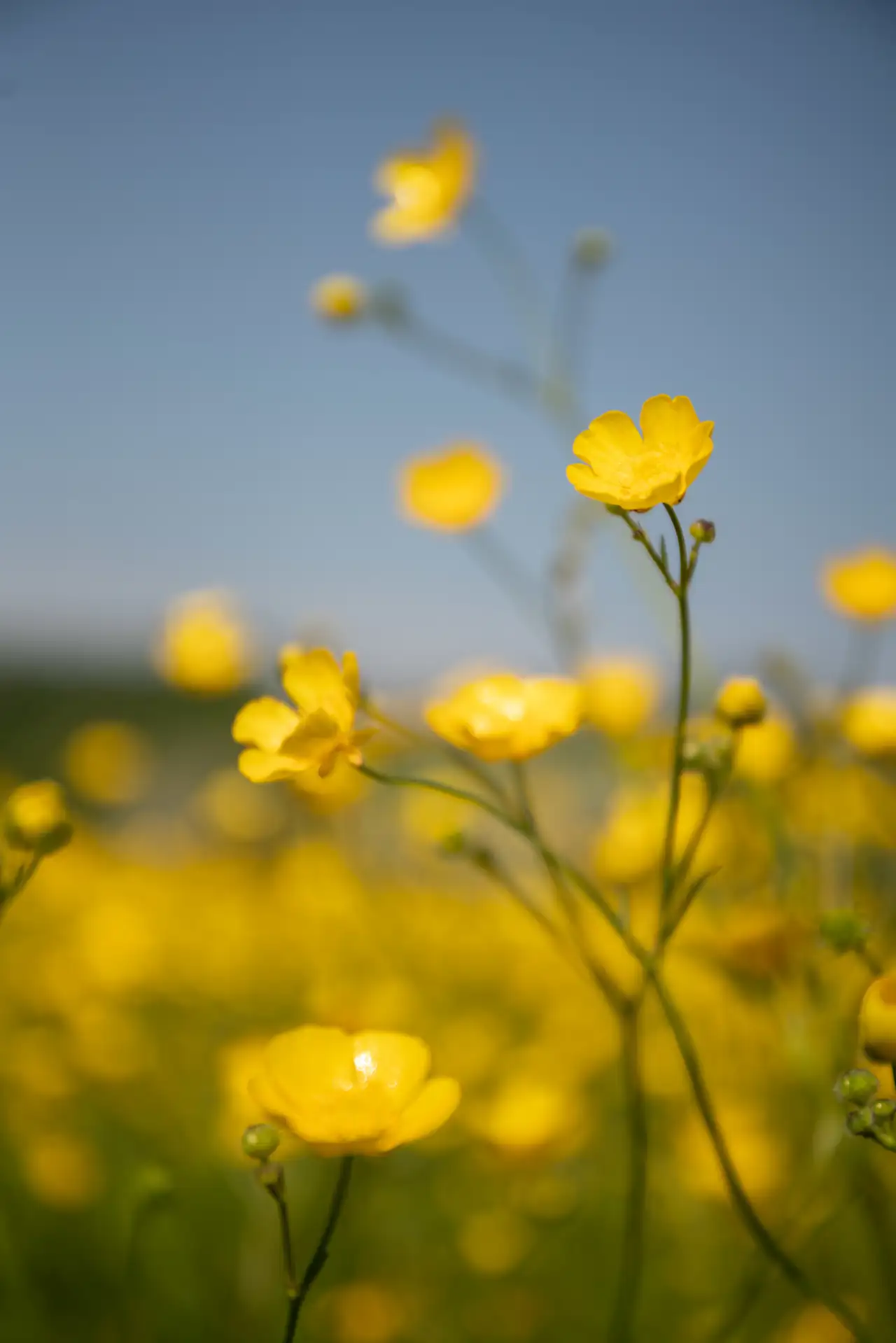 Bright yellow buttercups in focus against a blurred background of more buttercups and a clear blue sky. The sunlight highlights the petals, creating a vibrant scene.