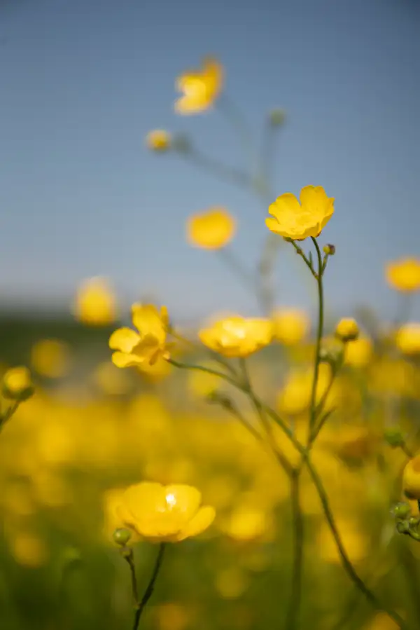 Bright yellow buttercups in focus against a blurred background of more buttercups and a clear blue sky. The sunlight highlights the petals, creating a vibrant scene.