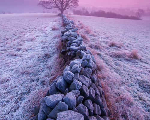 Discover the beauty of Crimple Valley: A frost-kissed morning in Crimple Valley, Harrogate, is captured here. A dry stone wall leads to a lone, bare tree against a backdrop of a purple-pink sky, embodying the tranquil beauty of a Yorkshire dawn. a large group of rocks