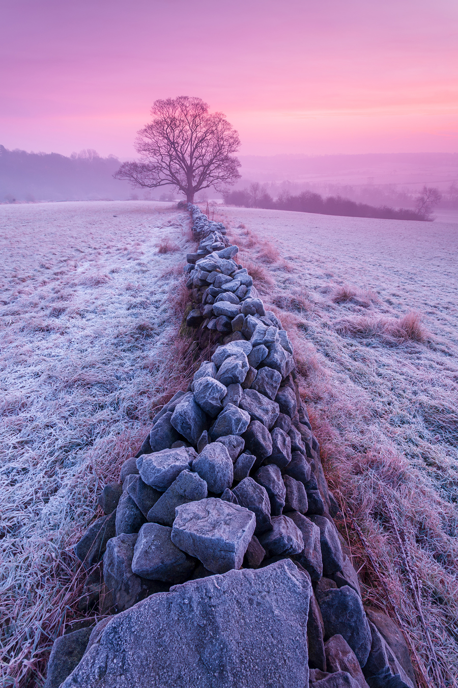 A frost-kissed morning in Crimple Valley, Harrogate, is captured here. A dry stone wall leads to a lone, bare tree against a backdrop of a purple-pink sky, embodying the tranquil beauty of a Yorkshire dawn. a large group of rocks