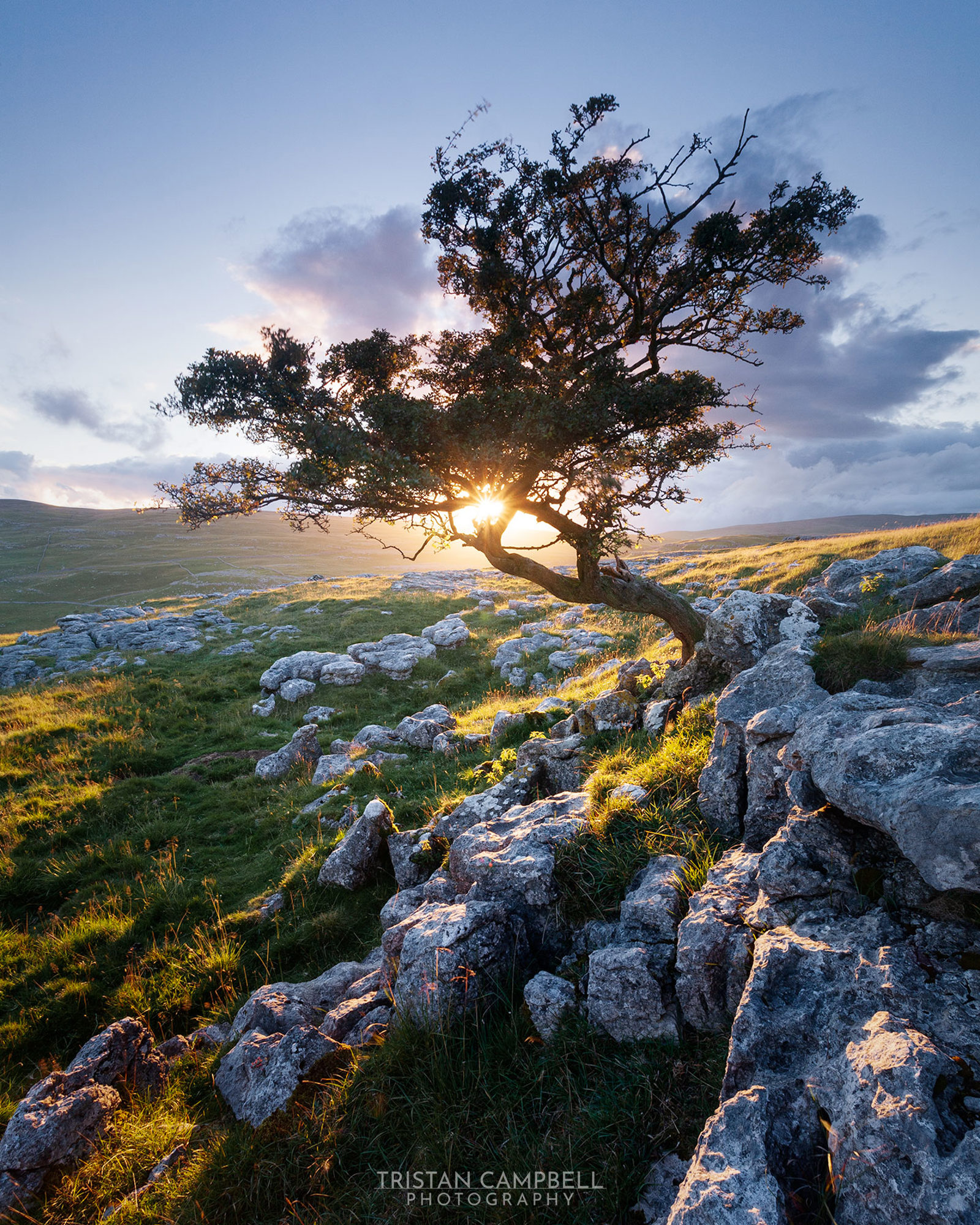 Windswept tree with a gnarled trunk and branches silhouetted against a setting sun, casting warm light across rocky terrain and grassy fields. Soft clouds float in the blue sky, creating a serene landscape.