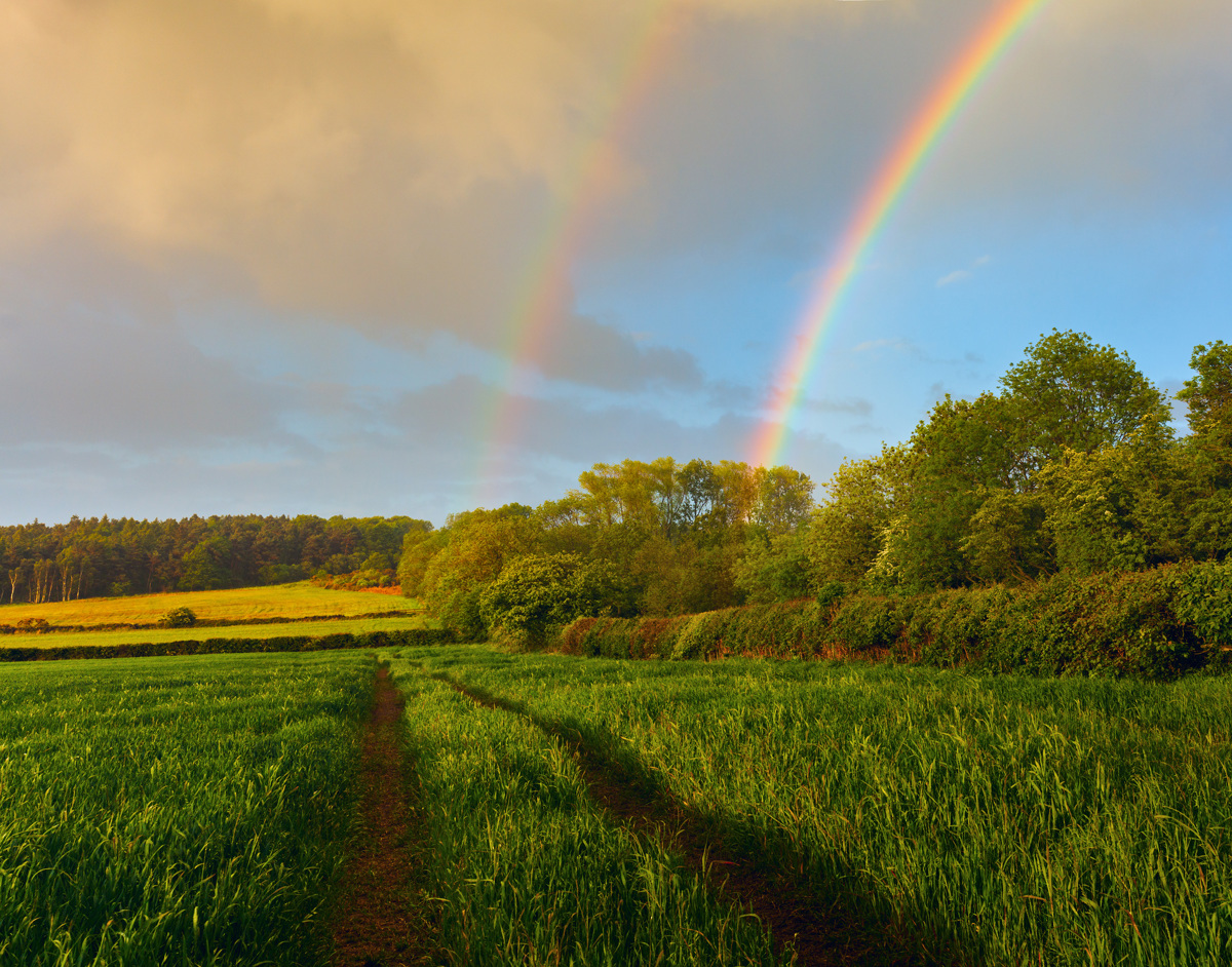  In Harrogate's Crimple Valley, a striking double rainbow arcs over a lush field with a footpath leading through it. Fresh greenery surrounds the path, under a sky where storm clouds part to reveal the evening light. a rainbow over a field