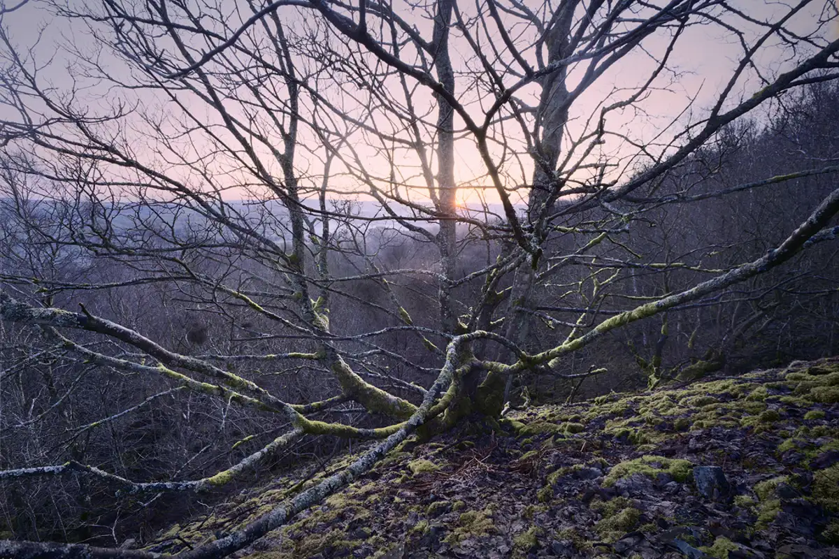 Spring day dawn