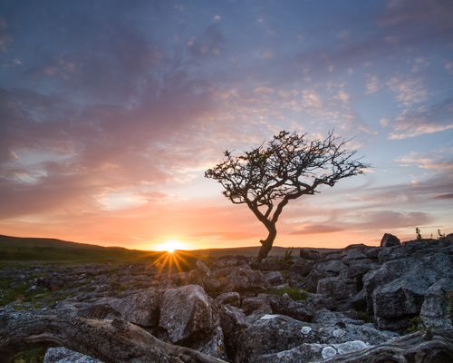 Yorkshire Dales: Limestone and Lone Trees:  a tree on a rocky hill