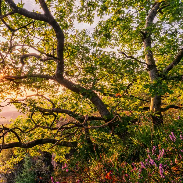 Edge of autum