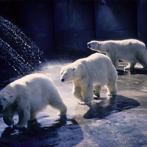 Polar Bears: Polar Bears
