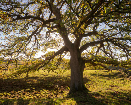 Harrogate Landscapes:  a tree in a grassy area