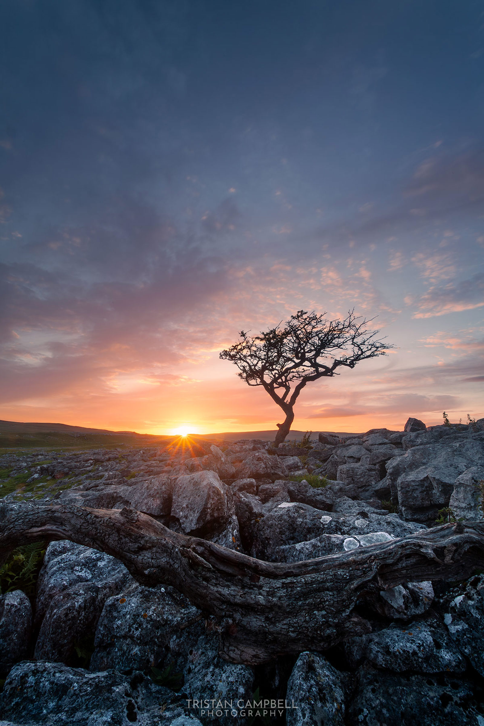 A lone tree stands on a rocky landscape as the sun sets on the horizon, casting warm orange and pink hues across the sky. The foreground is filled with weathered stones and a fallen branch, while the background shows rolling hills under a vibrant, cloud-streaked sky.