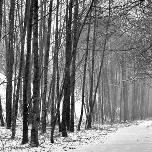 Winter scene (1): Winter scene