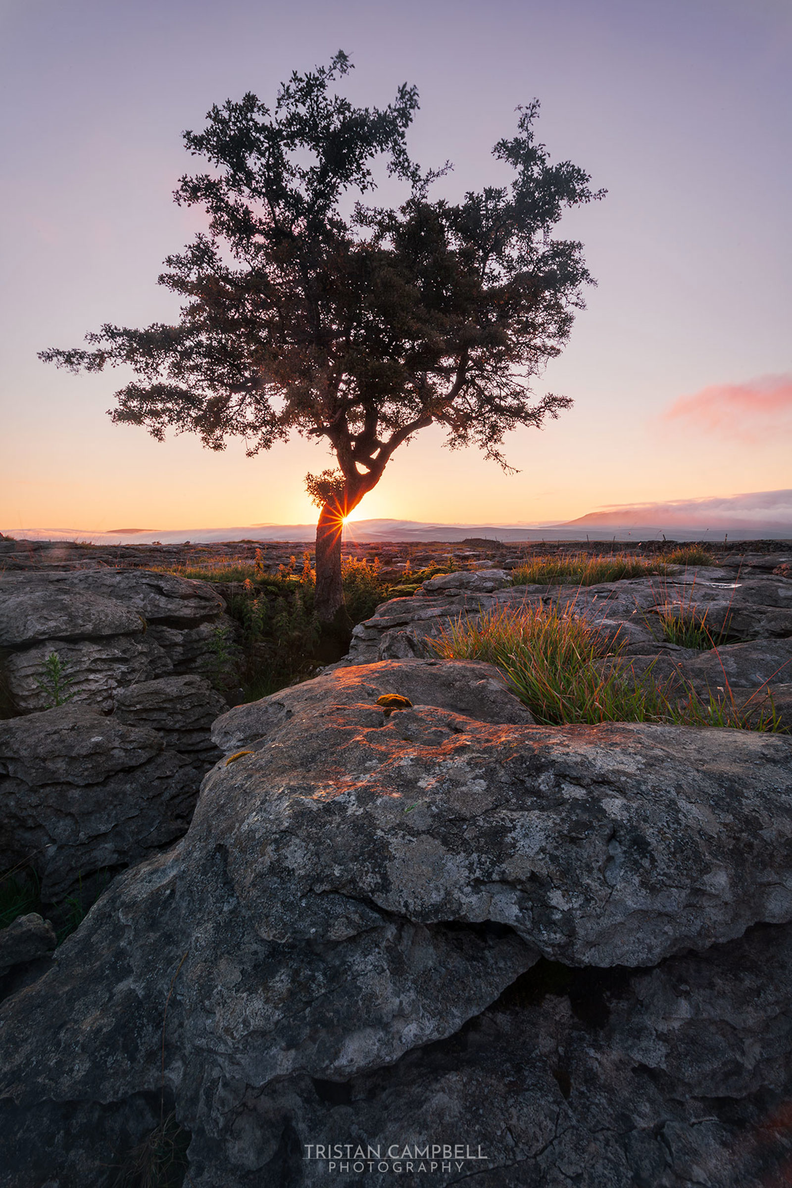 A lone tree stands on a rocky landscape at sunset. The sun's rays peek through the branches, casting a warm glow over the rocks and highlighting patches of grass. The sky transitions from soft orange near the horizon to light blue above, with a gentle pink cloud on the right. In the distance, low hills or mountains are faintly visible under a hazy sky.