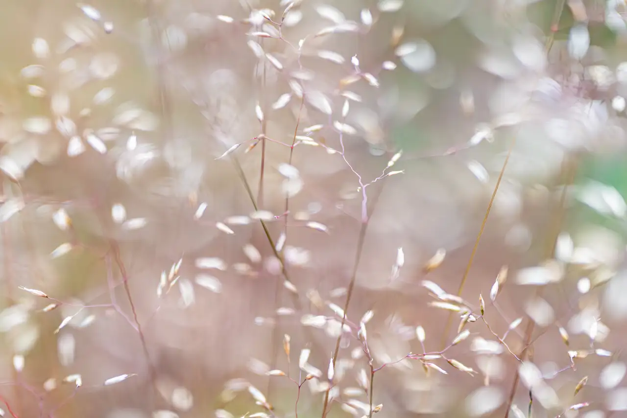 Delicate, wispy grasses with thin stems and small, pale seed heads against a softly blurred background, creating a dreamy, ethereal effect.