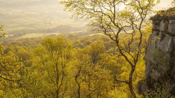 Sunlit landscape featuring rolling fields and dense woodland bathed in golden light. In the foreground, a jagged rock face is seen on the right, with a bare-branched tree extending towards the viewer. The scene is infused with warm tones, creating a serene, picturesque view.