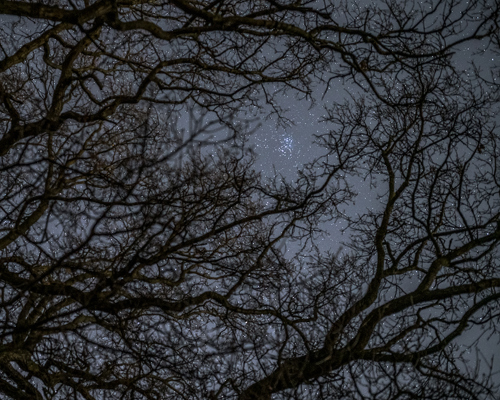 Nightscapes: Looking up at a night sky through a network of bare twisting branches. There's a hint of stars peeking through the dark silhouettes, casting a cosmic backdrop behind the complex, organic lines created by the tree limbs. a close up of a tree