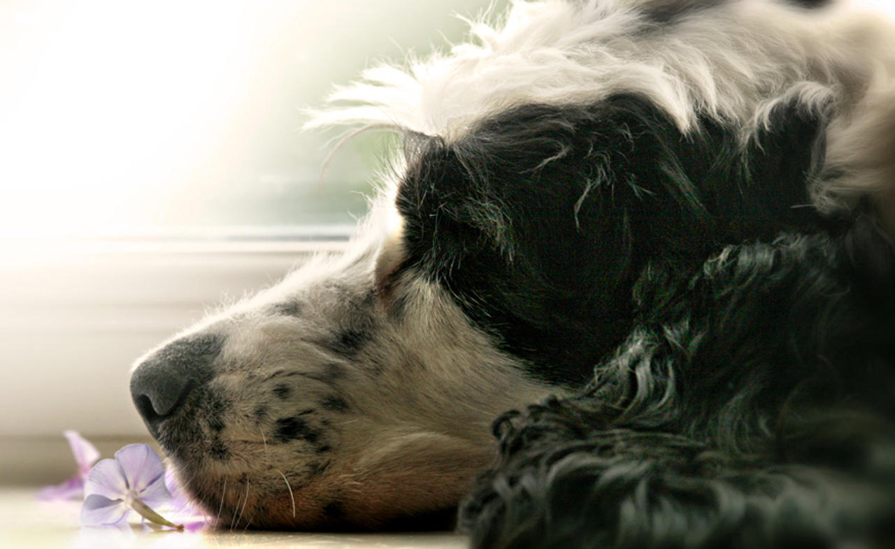 Lyra's peacful afternoon