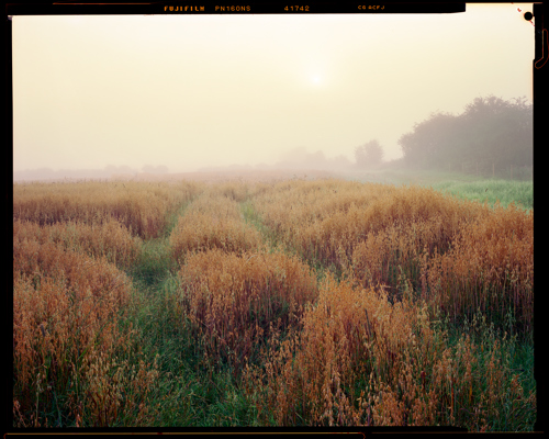 Edge Land:  a field of tall grass