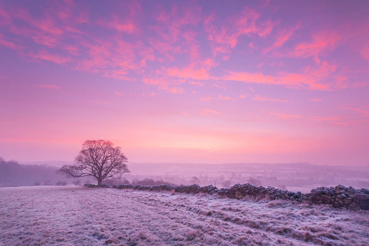 A frosty dawn in Crimple Valley, Harrogate, with a sky of pink and lavender hues. A single tree and a stone wall stand out against the pastel backdrop, capturing the tranquil beauty of a Yorkshire winter morning. a snowy field with trees and a pink and purple sky