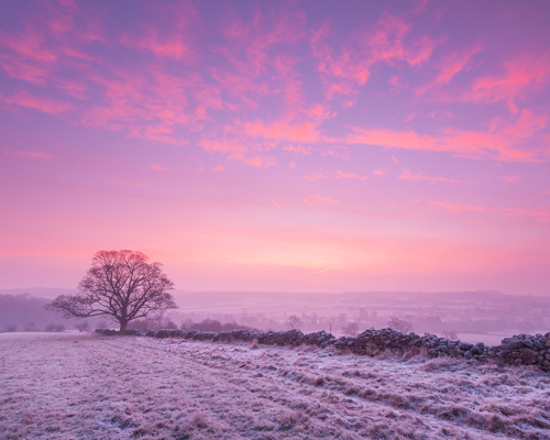 Discover the beauty of Crimple Valley: A frosty dawn in Crimple Valley, Harrogate, with a sky of pink and lavender hues. A single tree and a stone wall stand out against the pastel backdrop, capturing the tranquil beauty of a Yorkshire winter morning. a snowy field with trees and a pink and purple sky