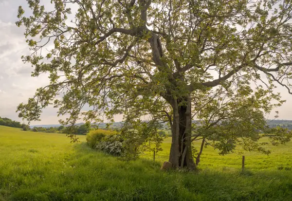 A large tree with sprawling branches and green leaves stands in a sunlit field. The grass beneath the tree is lush and vibrant. In the distance, a gentle rolling landscape extends under a partly cloudy sky, creating a serene pastoral scene.