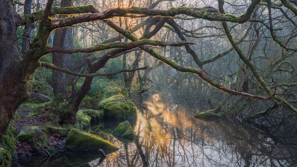 Sunlight filters through the mist in an ancient woodland, casting a warm glow on a still, reflective waterway. Moss-clad branches twist above, framing the serene scene in hues of green and earthen tones. a body of water with trees around it