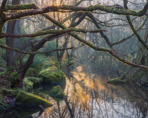A Journey Through Ancient Woodland: Sunlight filters through the mist in an ancient woodland, casting a warm glow on a still, reflective waterway. Moss-clad branches twist above, framing the serene scene in hues of green and earthen tones. a body of water with trees around it