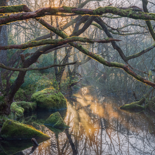 Lost World: Sunlight filters through the mist in an ancient woodland, casting a warm glow on a still, reflective waterway. Moss-clad branches twist above, framing the serene scene in hues of green and earthen tones.