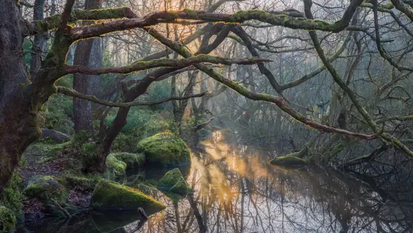 Sunlight filters through dense, bare branches of moss-covered trees arching over a tranquil stream. The water reflects the soft golden light, surrounded by lush green foliage and rocks covered in moss. Mist lightly hovers above the stream, enhancing the serene forest atmosphere.