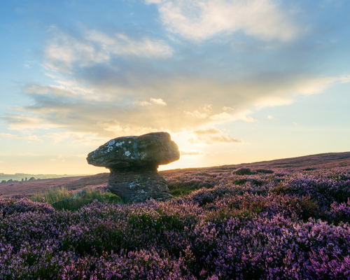 Moorland Landscapes:  a rock in a field of purple flowers