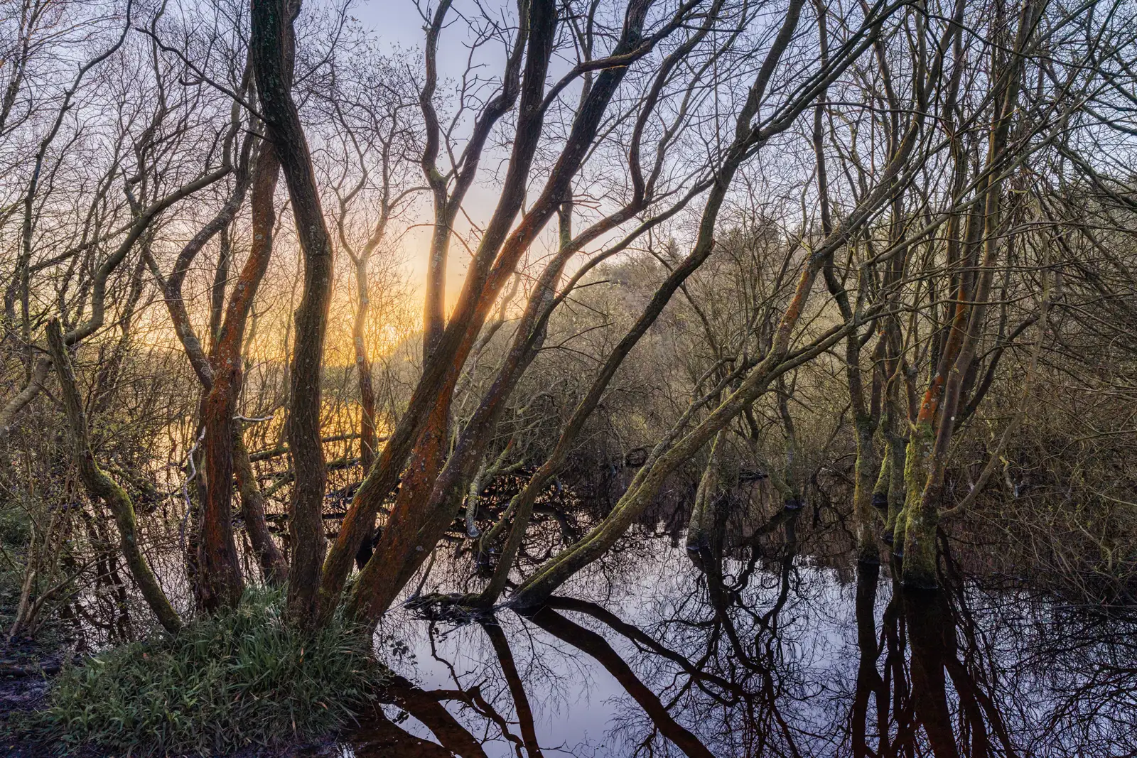 Leafless trees with twisted branches stand in shallow water, reflecting on the surface. The warm glow of a setting or rising sun filters through the branches, casting a serene light across the scene. Sparse green foliage is visible at the base of some trees.