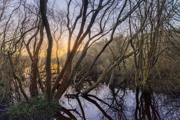 Leafless trees with twisted branches stand in shallow water, reflecting on the surface. The warm glow of a setting or rising sun filters through the branches, casting a serene light across the scene. Sparse green foliage is visible at the base of some trees.