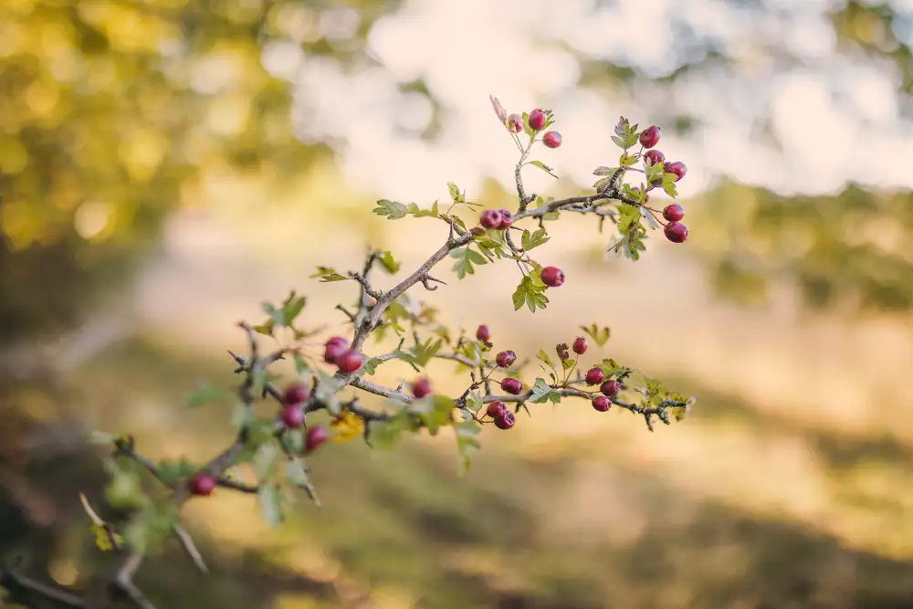 Branch with small, red berries and green leaves in sharp focus, against a softly blurred background of lush greenery and dappled sunlight.