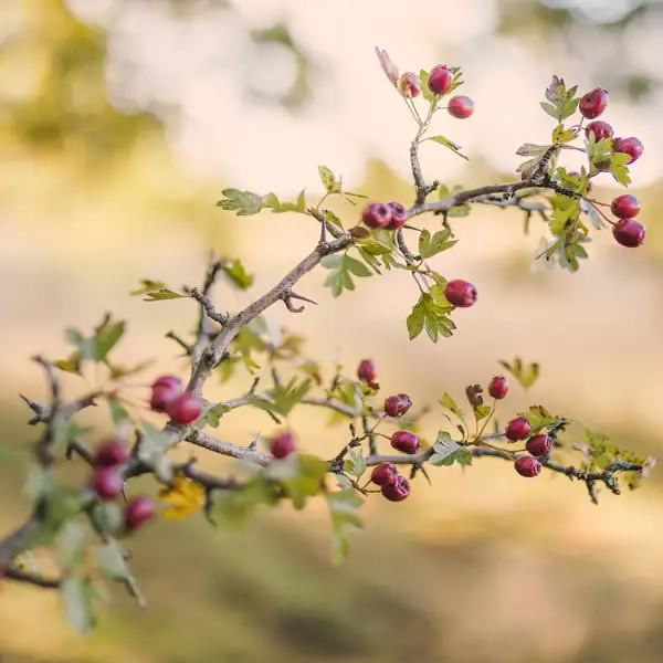 Berries