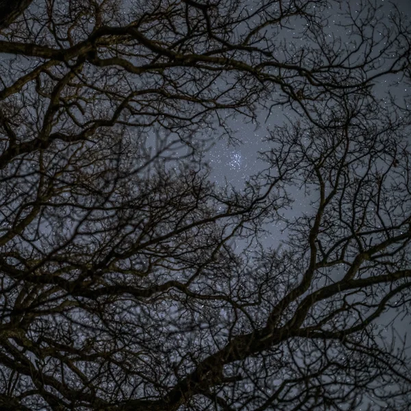 Bare tree branches silhouetted against a star-filled night sky with the Pleiades cluster visible