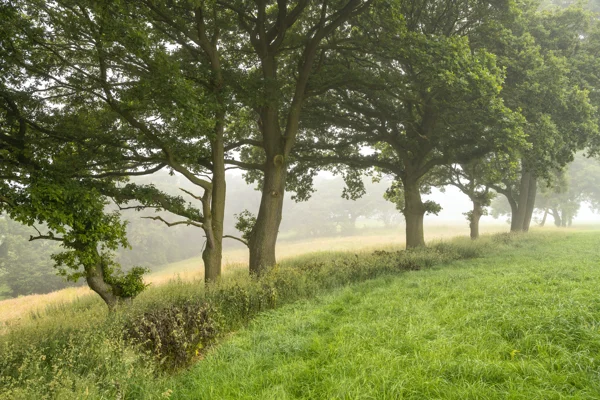 Row of mature oak trees along a grassy hillside meadow in soft summer morning mist