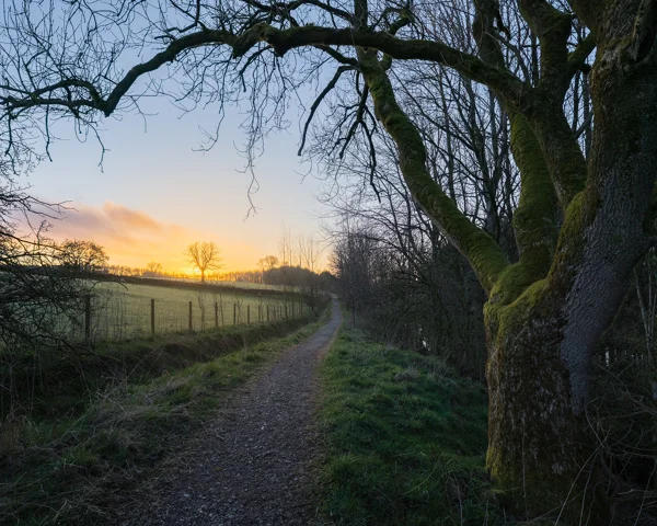 A narrow dirt path runs alongside a moss-covered tree with bare branches. The horizon features a glowing sunset behind silhouetted trees in a field bordered by a wooden fence. The sky transitions from deep blue to warm yellow and orange hues.