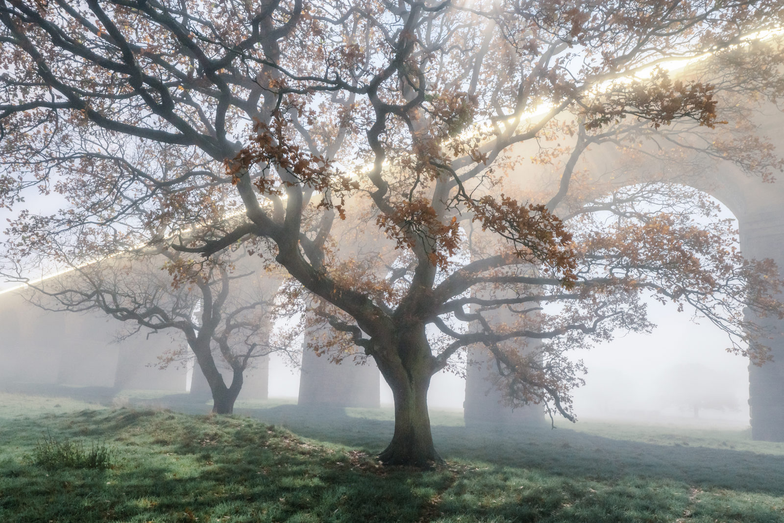 In the Crimple Valley, a misty scene unfolds with silhouetted trees in the foreground, their leaves a golden brown. Behind the trees, the Crimple Valley Viaduct's arches loom, bathed in a soft glow of light pierces the fog, as a train passes over the viaduct creating an ethereal atmosphere.