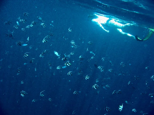 Angeline snorkling