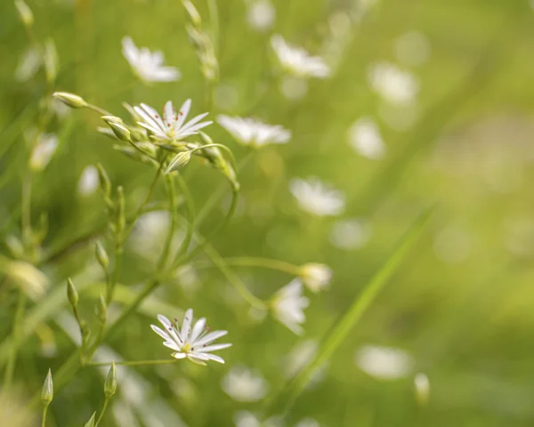 White stichwort wildflowers in a sunlit green meadow, soft summer light blurring the grassland behind.