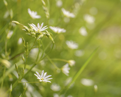  a close up of a flower