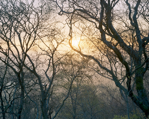 A Journey Through Ancient Woodland:  a large tree in a forest