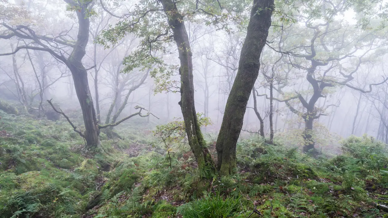 Misty woodland scene with tall, slender trees scattered across a carpet of lush green ferns and moss. The branches are twisted and partially covered with leaves. Soft light filters through the fog, creating a tranquil, ethereal atmosphere.