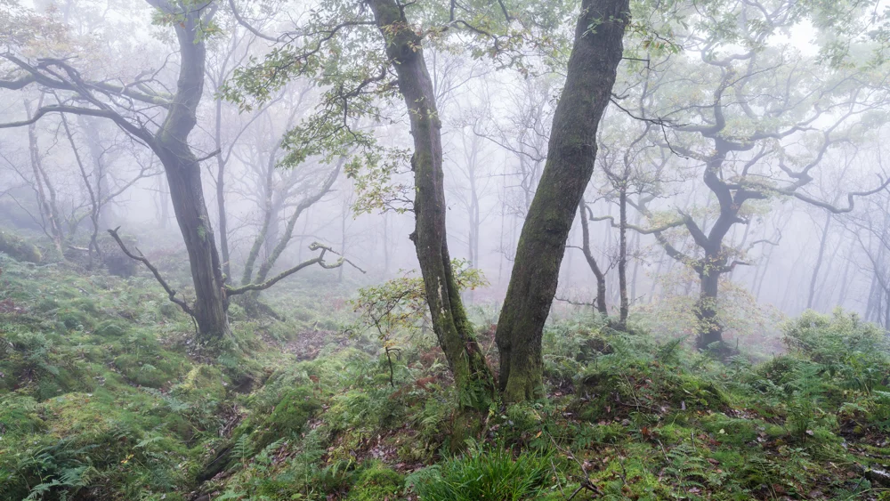 Moss-covered oak trees in misty woodland with ferns and bracken on a damp autumn morning