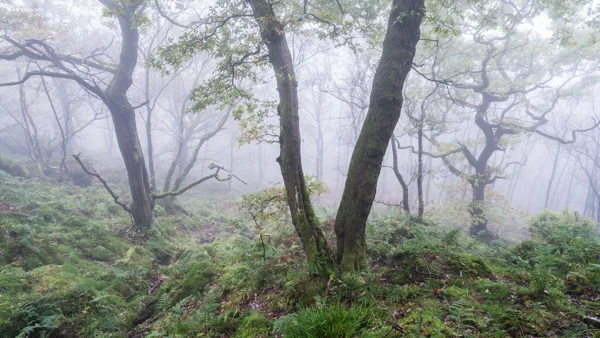 Moss-covered oak trees in misty woodland with ferns and bracken on a damp autumn morning