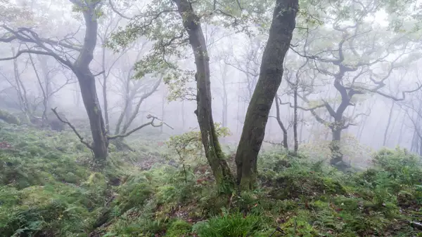 Misty woodland scene with tall, slender trees scattered across a carpet of lush green ferns and moss. The branches are twisted and partially covered with leaves. Soft light filters through the fog, creating a tranquil, ethereal atmosphere.