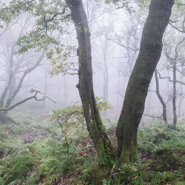 Autumn Mists (1)