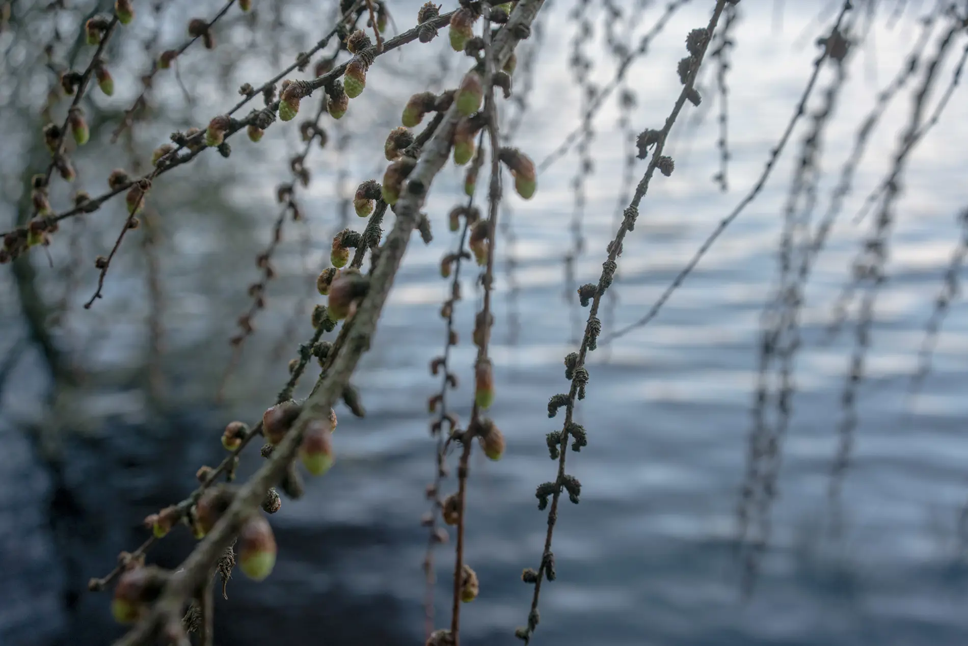Larch twigs with new buds and old cones overhanging still lake water in soft early spring light