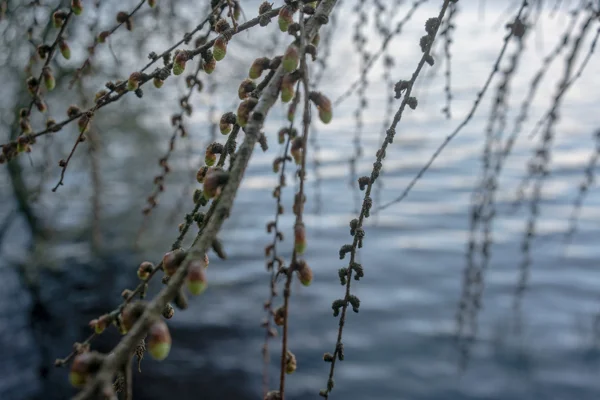 Larch twigs with new buds and old cones overhanging still lake water in soft early spring light