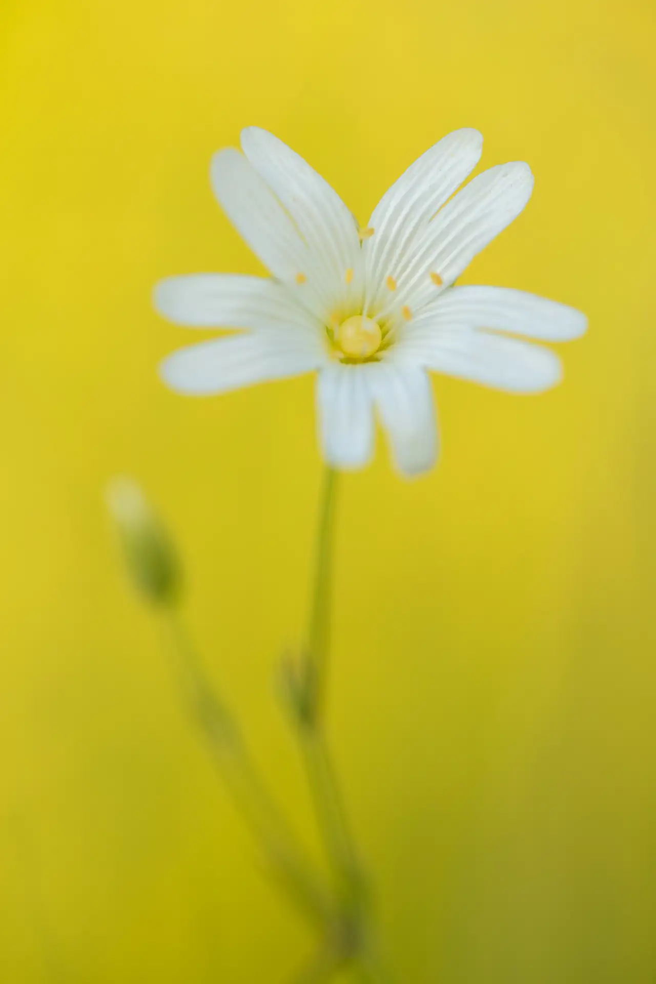 Close-up of a delicate white flower with a yellow centre, set against a blurred yellow background. The focus is sharp on the flower, highlighting its intricate, radiating petals. A blurred green stem is visible, slightly off-centre.